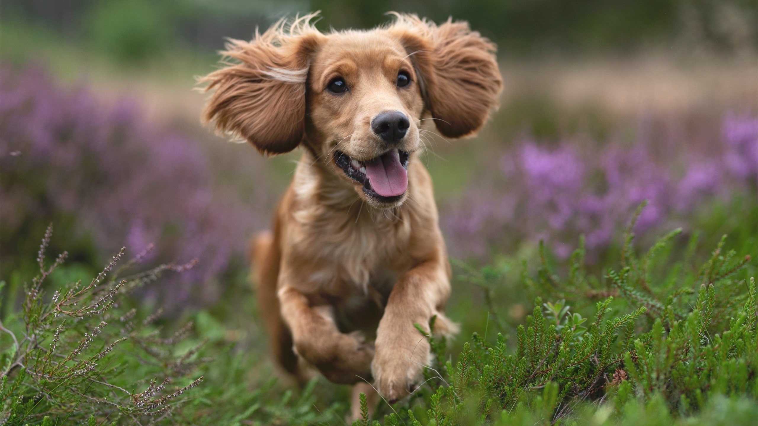 九游官网下载电脑版-乒乓球战术讲解：Chinese Taipei如何掌控比赛主动权，乒乓球z