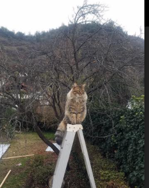 九游app下载中心-丁俊晖力压奥沙利文挺进决赛，丁俊晖vs奥沙利文决赛