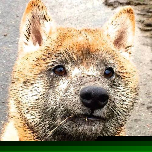 JiuyouAPP下载-乌拉圭女篮在南美锦标赛中耀眼发光，迈步新纪元，乌拉圭美女球迷