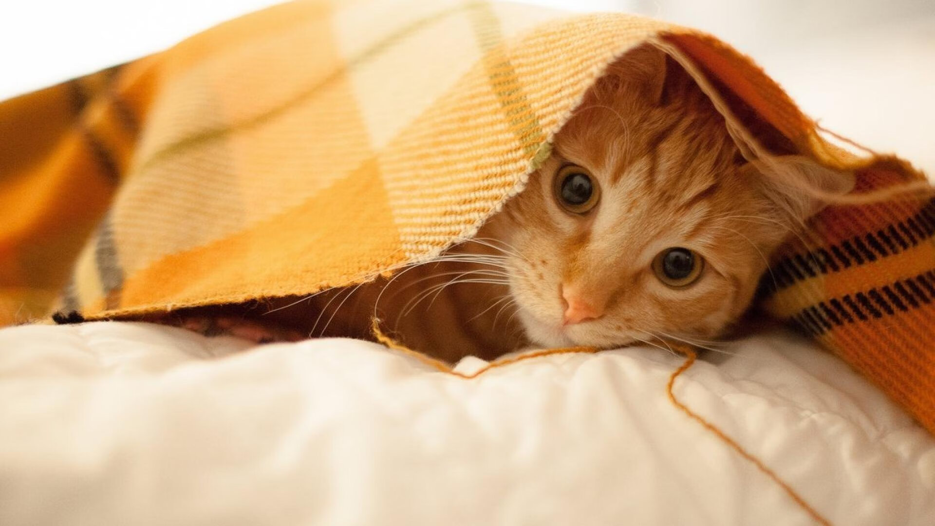 九游9游-沃尔纳多巴哥女篮在中美洲锦标赛中表现优异